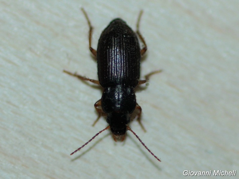 Piccolo Carabidae da ID: Parophonus maculicornis